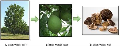 Quantification of Vitamins, Minerals, and Amino Acids in Black Walnut (Juglans nigra)